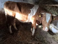 Cow, Simmental cattle — photo 1