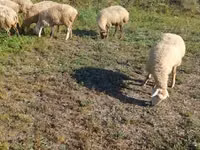 Schaf, Karabakh sheep — Foto 6