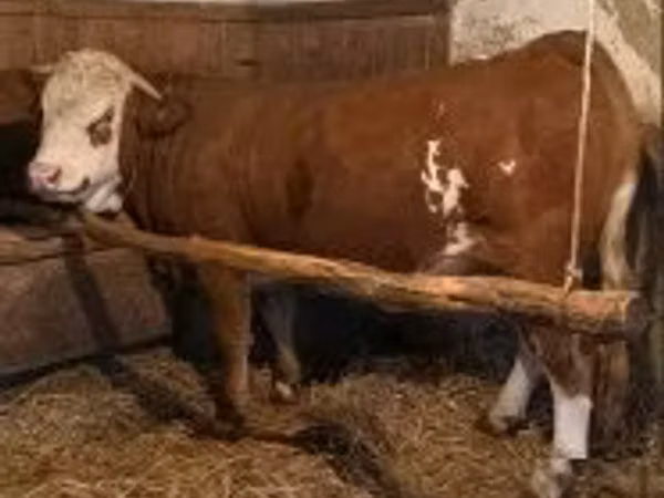 Vaca, Simmental cattle