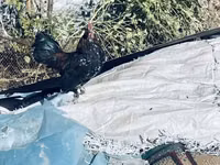 Chickens — Foto 3