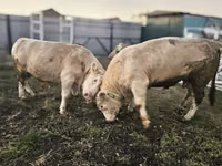 Bull, Charolais cattle — photo 3