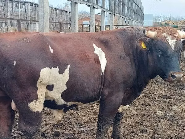 Bull, Simmental cattle