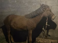 Mare, Horses — photo 4
