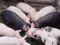 Boar, Pigs — photo 5
