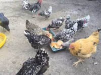 Chickens — foto 5
