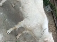 Goat, Irish goat — photo 3