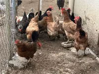 Chickens — الصورة 1