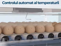 Incubator MS-70 — foto 3