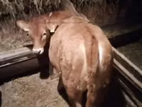 Vaca, Vaca Limousin — foto 2