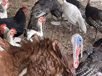 Turkeys — photo 7