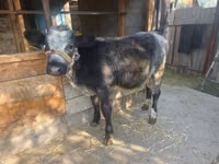 Cow, Belgian Blue — photo 3