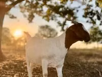 Cabra, Boer goat — foto 2