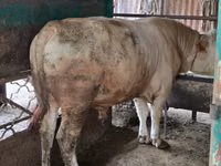 Bull, Auliekol breed — photo 1