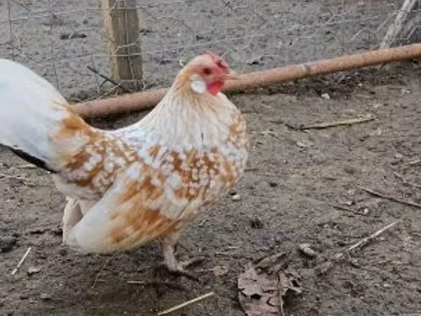 Danish hen