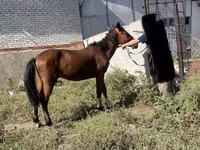 Caballo, Anglo-Arabian — foto 4