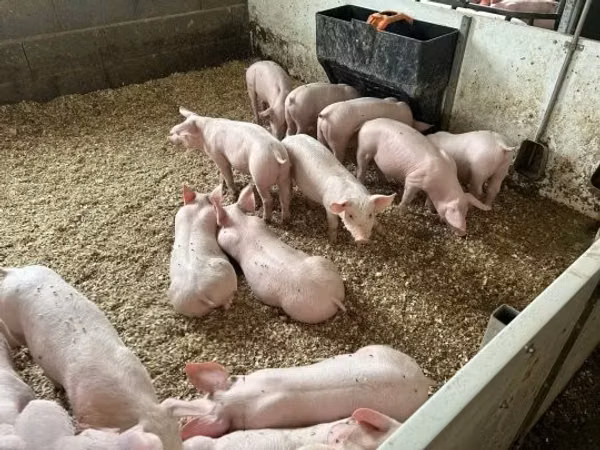 Schweine (Partie, Geschlecht nicht angegeben), Schweine