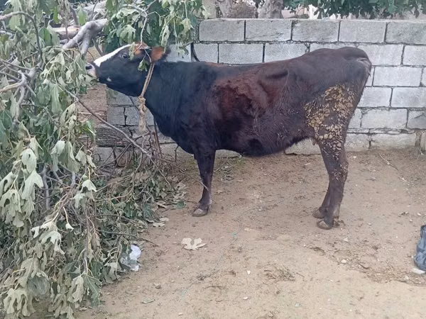 Vaca, Ganado vacuno