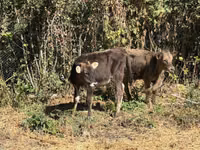公牛, Cattle — 照片 1