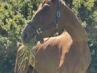Stute, Polish pony — Foto 6