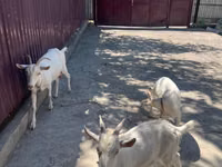 Ziege, Russian White goat — Foto 2
