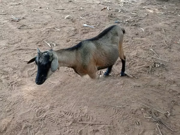 Cabras (lote, sexo no especificado), Cabras