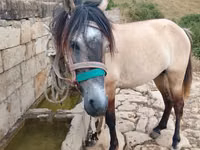 Horse (M), Alter Real — photo 2