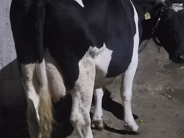 Vaca, Raza Holstein