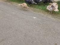 Turkeys — photo 2