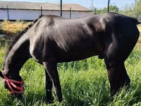 Pferde (Partie, Geschlecht nicht angegeben), Hanoverian — Foto 6