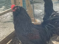 Chickens — الصورة 1