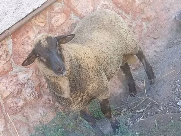 Carnero, White Suffolk sheep