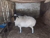 نعجة, Afghan Arabi sheep — الصورة 1