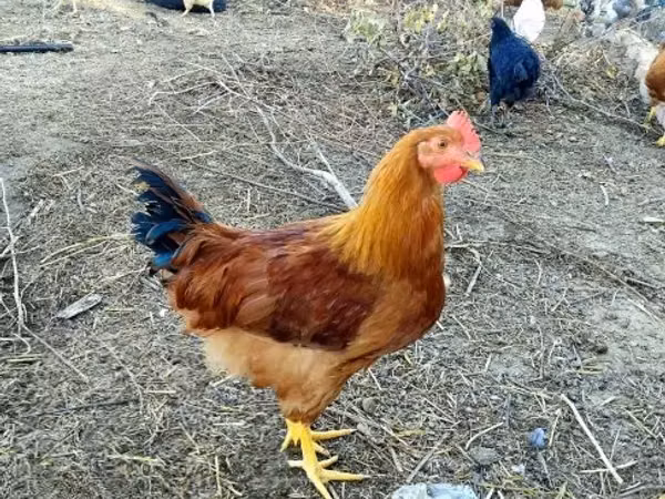 New Hampshire Red