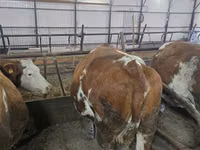 Vaca, Simmental cattle — foto 5