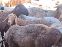 Sheep (batch, sex not specified), Sheep — photo 1