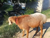 Carnero, Agin sheep — foto 2