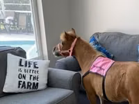 公马, Miniature horse — 照片 7