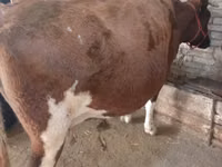 Cow, Holstein breed — photo 6