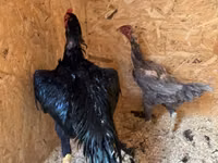 Chickens — الصورة 4