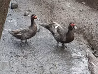 pato criollo doméstico — foto 3