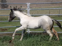 حصان, National Show Horse — الصورة 2