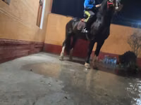 Caballo, Russian warmblood — foto 1