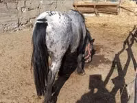 Horse (M), Appaloosa — photo 3