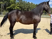 Horse (M), Horses — photo 2