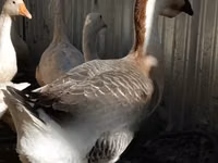 Geese — photo 2