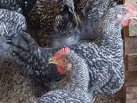 Chickens — photo 4