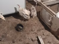 Turkeys — photo 2