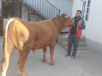Bull, Limousin cow — photo 2
