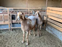 Schaf, Arashan sheep — Foto 2