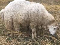 Ram, Bardhoka sheep — photo 2